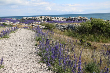 Obraz premium Wild Echium vulgare blooming in Holmhällars raukfält at Gotland island, Sweden