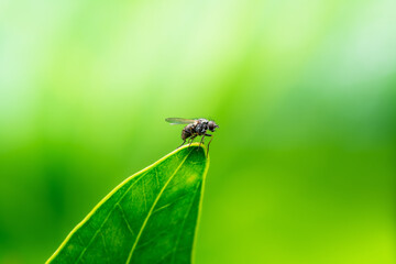 Exotic Drosophila Fly Diptera Parasite Insect Sitting on Leaf on Green Background