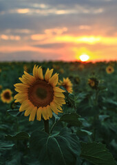sunflower in the sunset