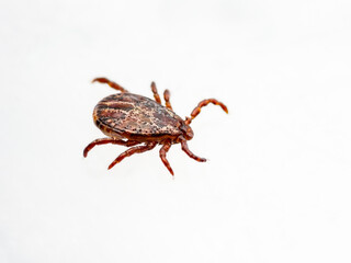 Encephalitis Infected Tick Insect Crawling on White Background. Lyme Borreliosis Disease or Encephalitis Virus Infectious Dermacentor Tick Arachnid Parasite.