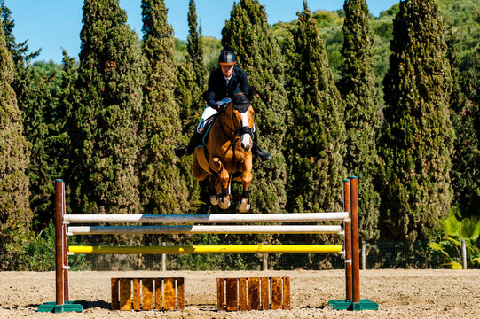 Front view of jockey jumping a hurdle with brown purebreed