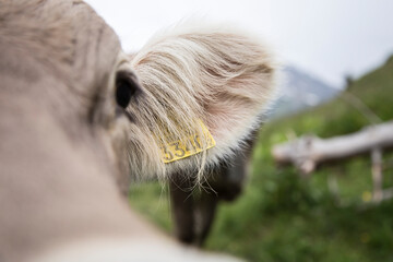 close up of a cow in the swiss alps