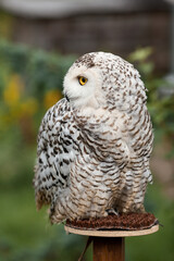 Polar owl sits in summer