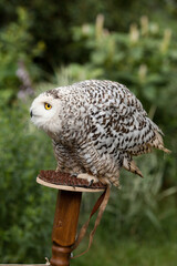 Polar owl sits in summer