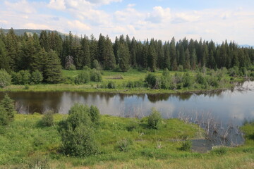 Stagnant river surrounded by trees