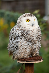Polar owl sits in summer