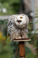 Polar owl sits in summer