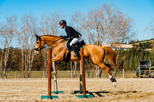 Side view of jockey jumping a hurdle with brown purebreed