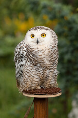 Polar owl sits in summer