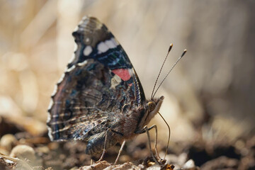 Obraz premium Nahansicht eines Schmetterlings - Admiral