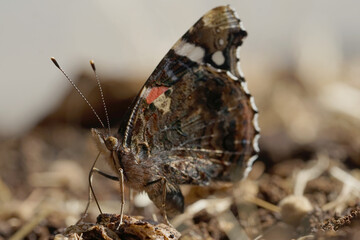Nahansicht eines Schmetterlings - Admiral