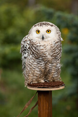 Polar owl sits in summer