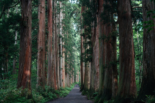 Fototapeta Straight Way Lined with Huge Sequoia Trees at Japanese Shrine