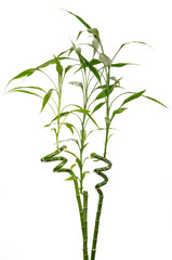 Three stalks of lucky bamboo Dracaena Sanderiana signifying happiness in Feng Shuei