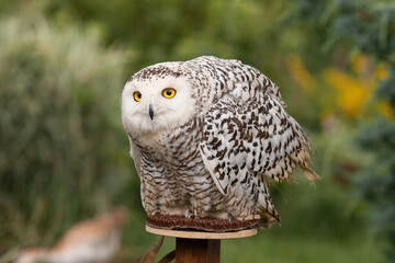 Polar owl sits in summer