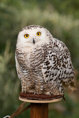 Polar owl sits in summer