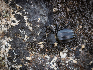Black beetle in its natural environment.