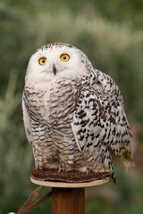 Polar owl sits in summer