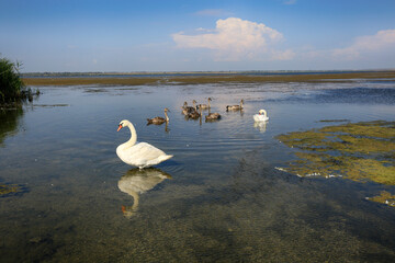 Fototapeta na wymiar Nice view of the lake Kizyl-Yar where wild swans swim. Crimea nature