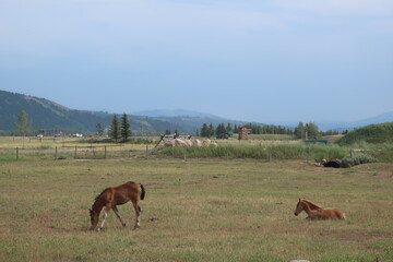 Young horse in a pasture