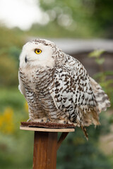 Polar owl sits in summer