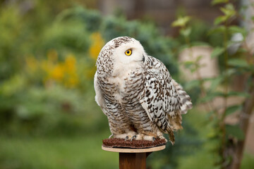 Polar owl sits in summer