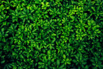 Fototapeta na wymiar Background image of lush green plants