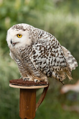 Polar owl sits in summer
