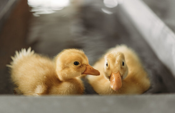 Kitty and Ducks