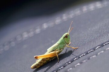 Nahansicht eines Grashüpfers