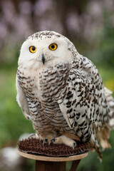 Polar owl sits in summer