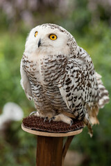Polar owl sits in summer