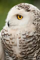 Polar owl sits in summer
