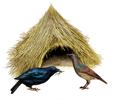 Bowerbirds ( Ptilonorhynchidae)