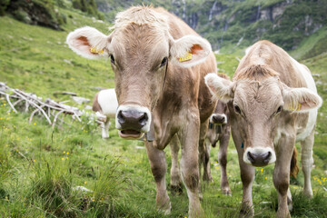 Cows in the swiss alps
