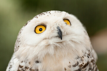 Polar owl sits in summer