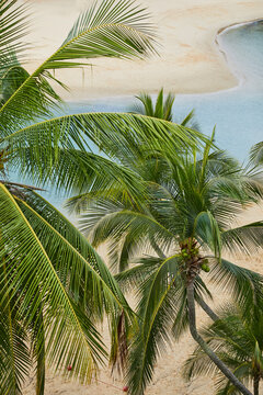Colourful palm trees on tropical beach