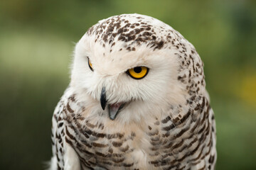 Polar owl sits in summer
