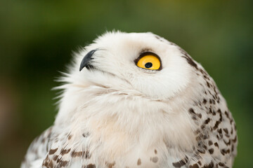 Polar owl sits in summer