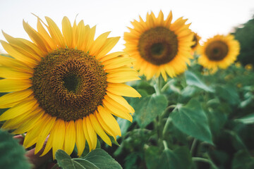 Sunflower blossom on sunflower field. Ecology, organic farming, gardening nature concept.