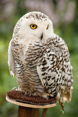 Polar owl sits in summer
