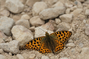 Nahansicht eines kleinen Perlmuttfalter
