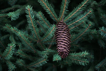 Pinecone on a Pine tree