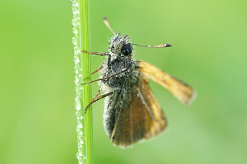 Fototapeta premium Dickkopffalter mit Regentropfen an einem Grashalm