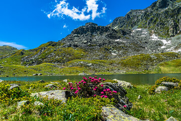 Escursionismo nelle valli del Monviso tra ruscelli, cascate e pascoli fioriti