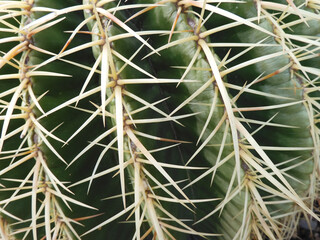 close-up of large white cactus spikes
