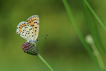 Schmetterling - Bläuling auf einer Kugellauch-Blüte