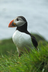 Atlantic puffin (Fratercula arctica) portrait looking left