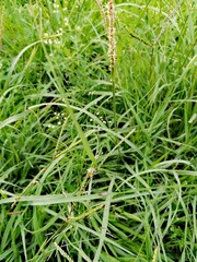 green grass background