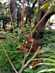pine cones on a branch
